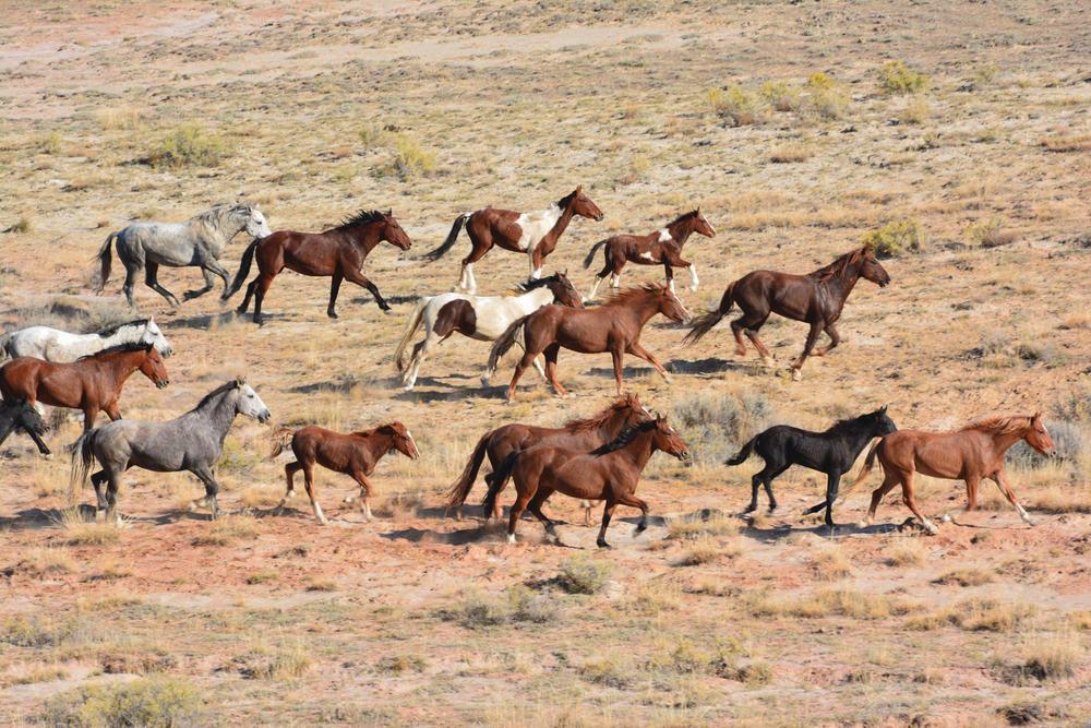 BLM Wyoming announces 2020 wild horse adoption events in ...