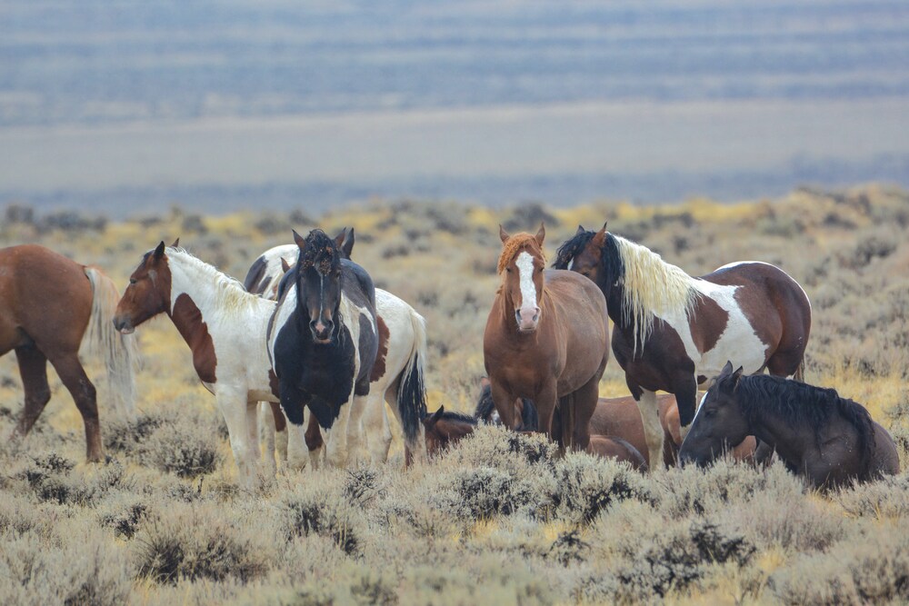 BLM Seeks Input On Future Wild Horse Management In The McCullough Peaks ...